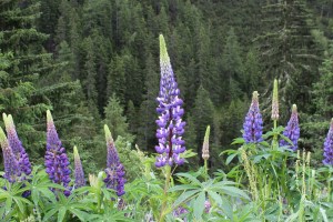 lupinus polyphyllus (5) (1200 x 800)